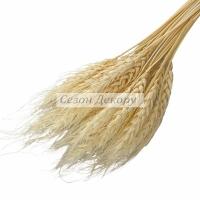 Колоски стабілізовані 60 см, молочні (упаковка 30 шт.)